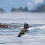 Full Day Whale Watching Campbell River - Exploring the Marine Environment of the Discovery Islands and Desolation Sound