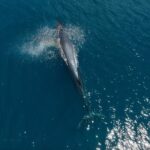 Full Day Wildlife Expedition in the Sea of Cortez - Departure Point and Timing for an Early Start