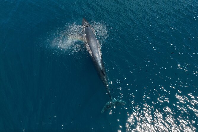 Full Day Wildlife Expedition in the Sea of Cortez - Departure Point and Timing for an Early Start