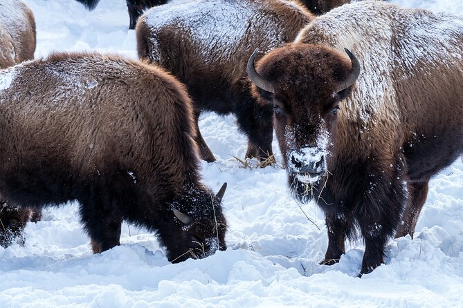 Full Day Wildlife Photography Tour In Yellowstone National Park - Personalized Guidance from Expert Photographers