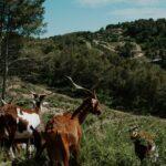 Full-Day Wine and Cheese Tour around Aix-en-Provence from Marseille - The Goat Farm and Cheese Tasting Experience