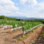 Full-Day Wine Tour from Istanbul - The Main Event: Chateau Nuzun and Its Hillside Views