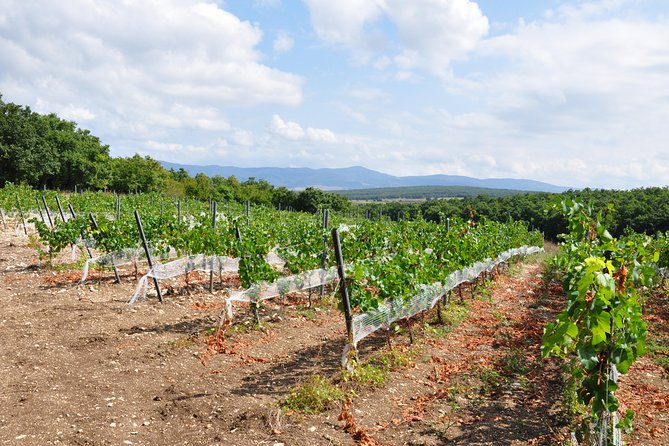 Full-Day Wine Tour from Istanbul - The Main Event: Chateau Nuzun and Its Hillside Views