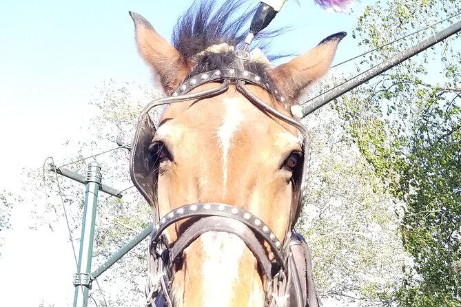 Full loop Private Horse Carriage Ride in Central Park 45 Minutes - From the Meeting Point to the Heart of Central Park