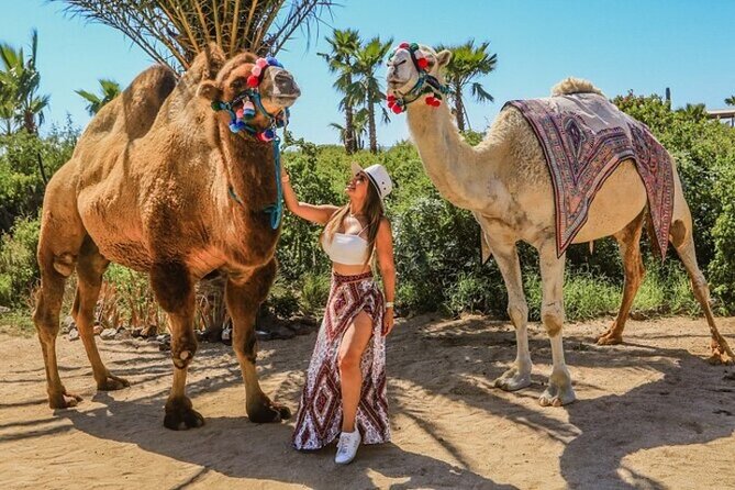 Fun Camel Ride and UTV COMBO with Tequila Tasting! - Exploring Migriño Beach and Desert Scenery
