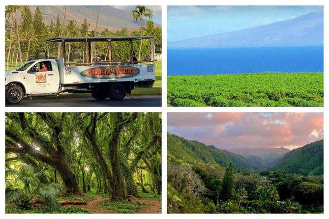 Fun! Open-Air Banyan Tree Forest & Blowhole Sight-Seeing MauiTour - Honolua Bay Lookout and Scenic Vistas