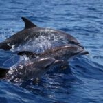 Funchal: Dolphin and Whale Watching Cruise - The Speedboat: Rebuilt in 2024 for Fast and Close Encounters