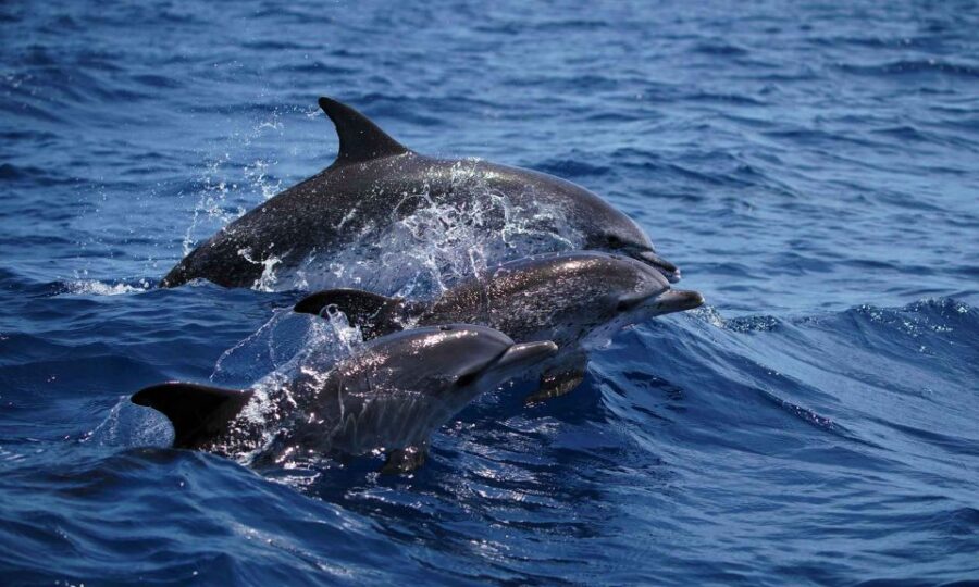Funchal: Dolphin and Whale Watching Cruise - The Speedboat: Rebuilt in 2024 for Fast and Close Encounters