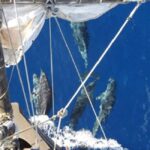 Funchal: Pirate Ship Cruise with Wine and Honey Cake Tasting - Board the Santa Maria: Madeira’s Pirate Ship with a Twist