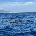 Funchal: RIB Whale Watching Cruise and Optional Dolphin Swim - The Small-Group RIB Experience in Funchal