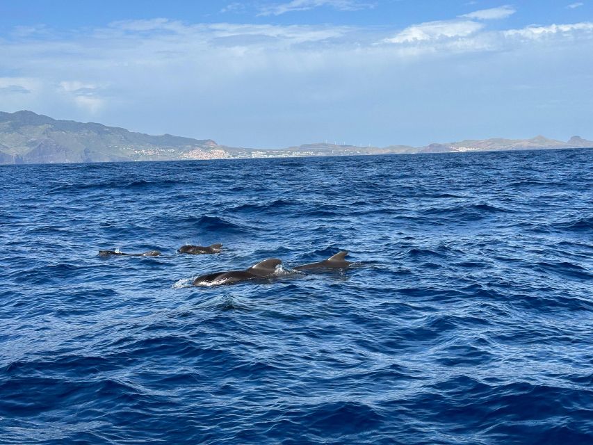 Funchal: RIB Whale Watching Cruise and Optional Dolphin Swim - The Small-Group RIB Experience in Funchal