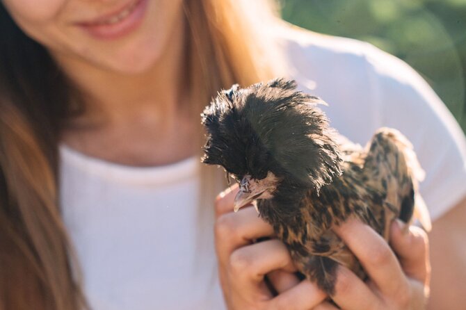 Gallura Picnic in the Farm with Animals - How the Picnic and Animal Interaction Unfolds