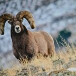 Gardiner: Yellowstone National Park Half Day Guided Hike - Starting from Gardiner: Comfortable Transportation to Yellowstone