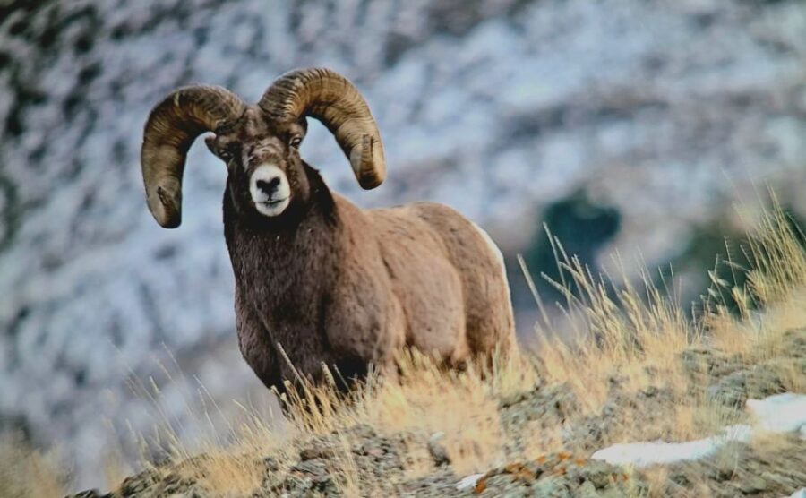 Gardiner: Yellowstone National Park Half Day Guided Hike - Starting from Gardiner: Comfortable Transportation to Yellowstone