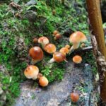 Gatlinburg: Smoky Mountains Fall Foliage Guided Tour - The Appalachian Trail: A Highlight of the Tour