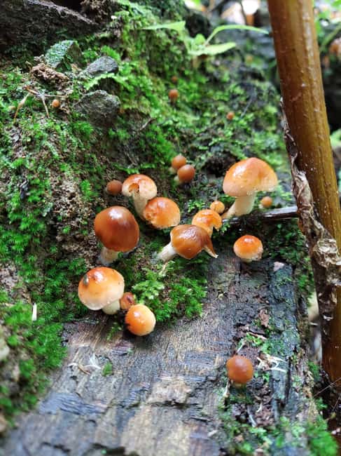 Gatlinburg: Smoky Mountains Fall Foliage Guided Tour - The Appalachian Trail: A Highlight of the Tour