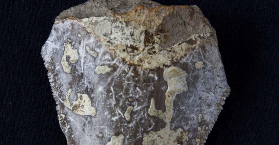 Genoni: PARC Museum Entry Ticket - Discover the Museum’s Unique Mission as a Laboratory Museum