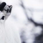 Gentle Snowshoeing & Reindeer Herd Visit w/ Lunch - Meet the Reindeer in Malangen’s Hills