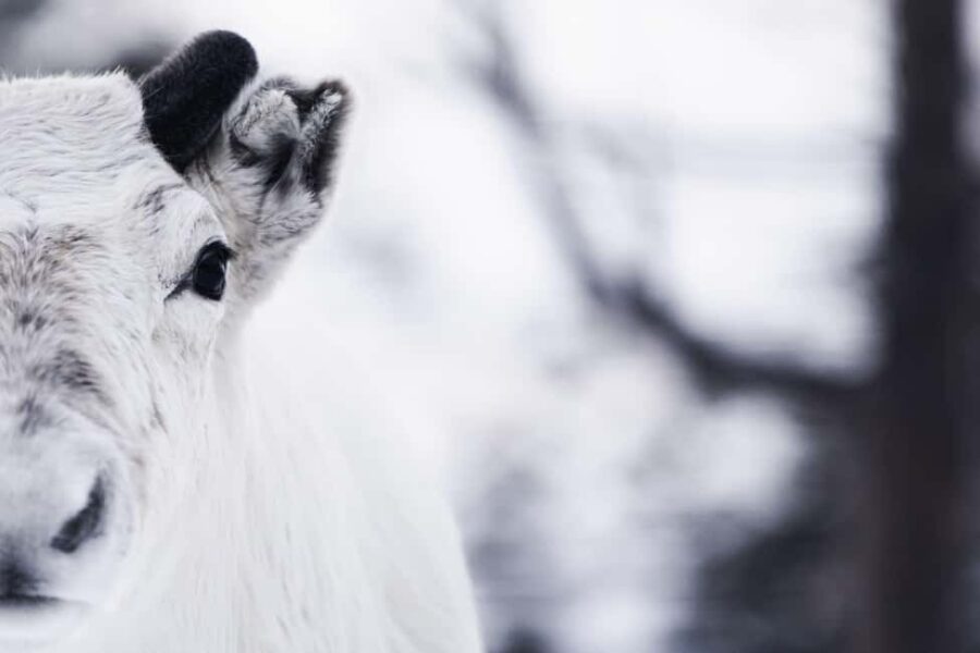 Gentle Snowshoeing & Reindeer Herd Visit w/ Lunch - Meet the Reindeer in Malangen’s Hills