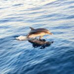 Giardini Naxos: Dolphin Searching Sunset Boat Tour - The Starting Point and How to Find the Boat