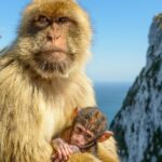 Gibraltar Inside Out Intermediate Tour 3.30hrs - Exploring the Upper Rock Nature Reserve