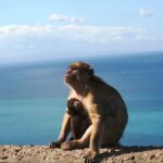 Gibraltar with Rock of Gibraltar & St. Michael Cave from Seville - Highlights of Gibraltar’s Iconic Rock and Monkeys