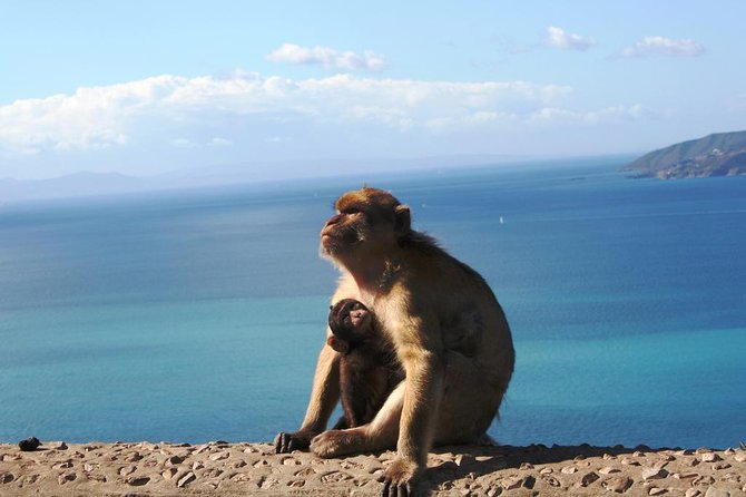 Gibraltar with Rock of Gibraltar & St. Michael Cave from Seville - Highlights of Gibraltar’s Iconic Rock and Monkeys