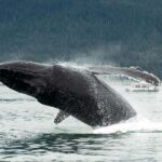 Glacier Bay: High Speed Catamaran Glacier & Wildlife Tour - Departure Details from Glacier Bay Lodge at Bartlett Cove