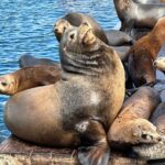 Glass Bottom Boat Ride in Redondo Beach - Detailed Look at the Itinerary and Water Highlights