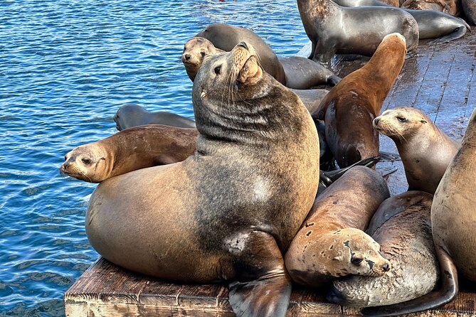 Glass Bottom Boat Ride in Redondo Beach - Detailed Look at the Itinerary and Water Highlights