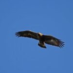 Glenaladale Cruise - Great for wizard spotting! - Close-Up of the Glenfinnan Viaduct and Filming Locations