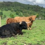 Glencoe, Central Highlands, Rob Roy, Whisky, Private Tour - Stirling Castle and the Wallace Monument: A Scottish Historic Highlight