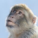 Go Tours Private Rock Experience Tour in Gibraltar - Visiting St. Michael’s Cave and Experiencing "The Awakening"