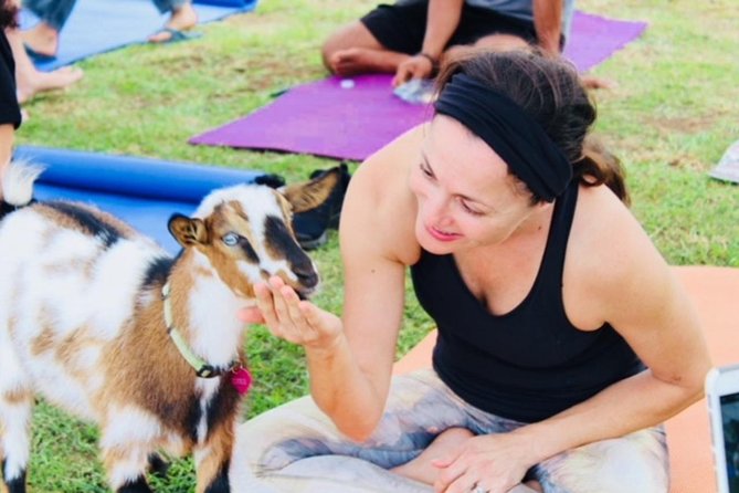 Goat Yoga with Miniature Goats In Maui - The Experience of Interacting with Miniature Goats During Yoga