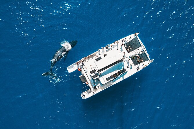 Golden Hour Whale Watch from Lahaina - Watching Humpback Whales in Maui’s Auau Channel