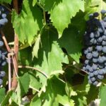 Gourmet Wine Tour San Gimignano Wine Tasting - San Quirico Winery - Exploring the Winery and Cellar