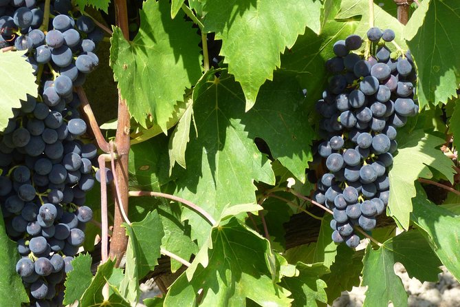 Gourmet Wine Tour San Gimignano Wine Tasting - San Quirico Winery - Exploring the Winery and Cellar