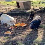 Graham: Faithful Hands' Farm Tour - Uncovering the Farms Historical Roots on a Guided Tour
