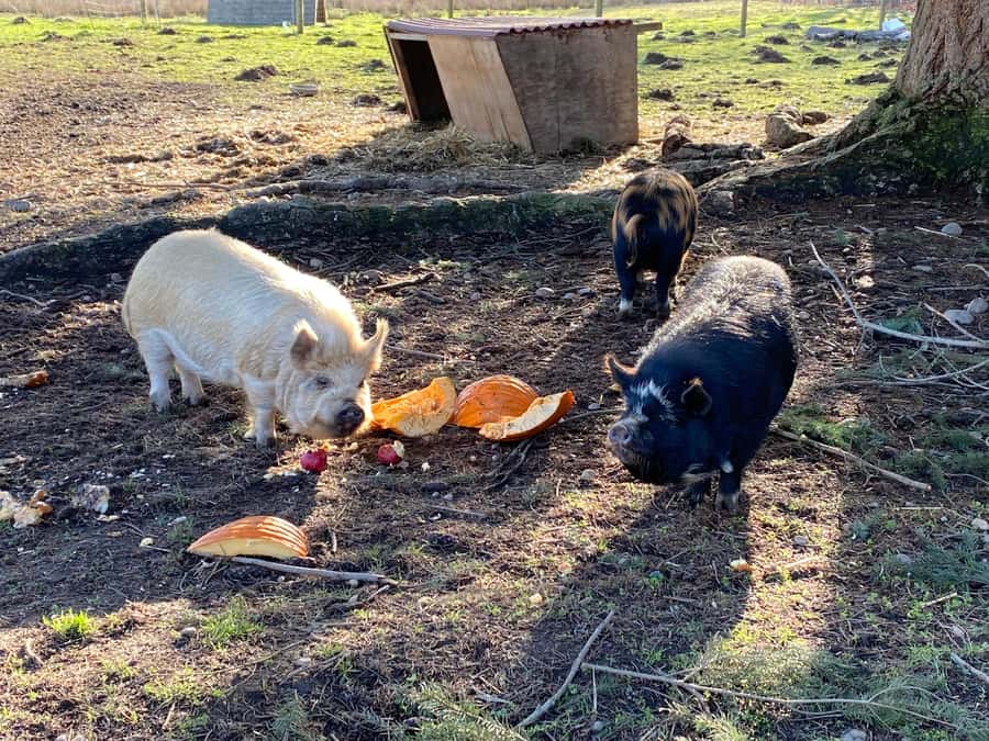 Graham: Faithful Hands' Farm Tour - Uncovering the Farms Historical Roots on a Guided Tour