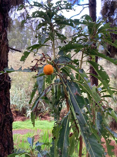 Gran Canaria: excursion to the Laurisilva Forest - The Natural Beauty of the Doramas Natural Park