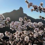 Gran Canaria Gran Tour - Starting Point in the South: Hotel Pick-up and Transportation