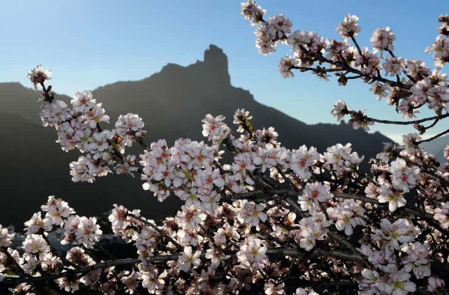 Gran Canaria Gran Tour - Starting Point in the South: Hotel Pick-up and Transportation