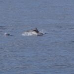 Gran Canaria Sunset Dolphin Watching Activity - Departure Point and Meeting Logistics at Pasito Blanco