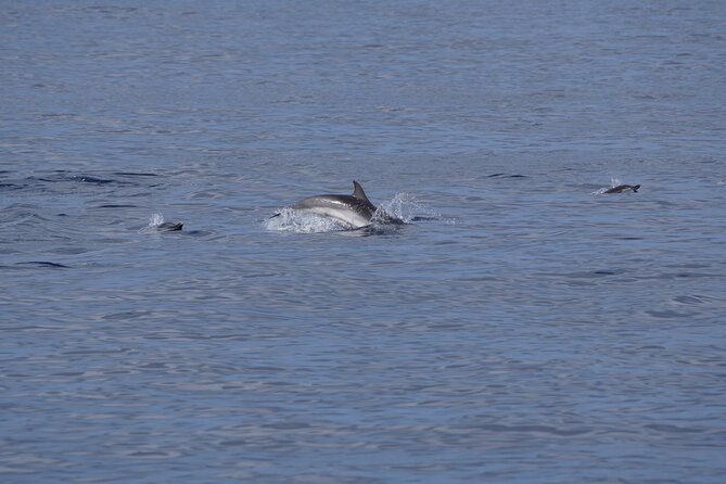 Gran Canaria Sunset Dolphin Watching Activity - Departure Point and Meeting Logistics at Pasito Blanco