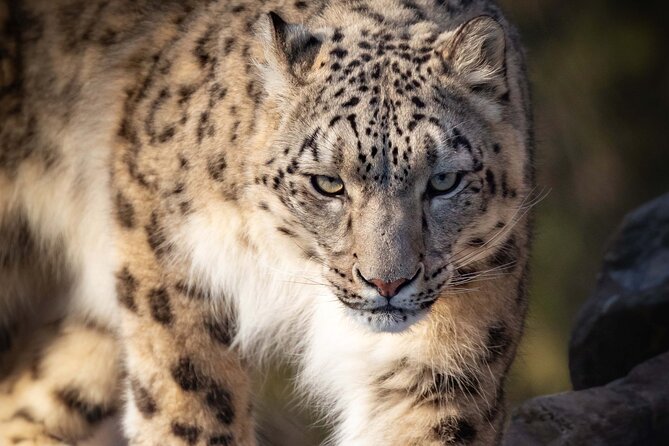 Granby Zoo 1 Day - Explore the Zoo’s International Animal Exhibits