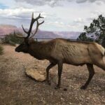 Grand Canyon Signature Hummer Tour with Optional Sunset Views - The Experience in the Custom-Designed Hummer