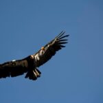 Grand Canyon South Rim Day Trip from Flagstaff - Scenic Drive from Flagstaff to the Grand Canyon