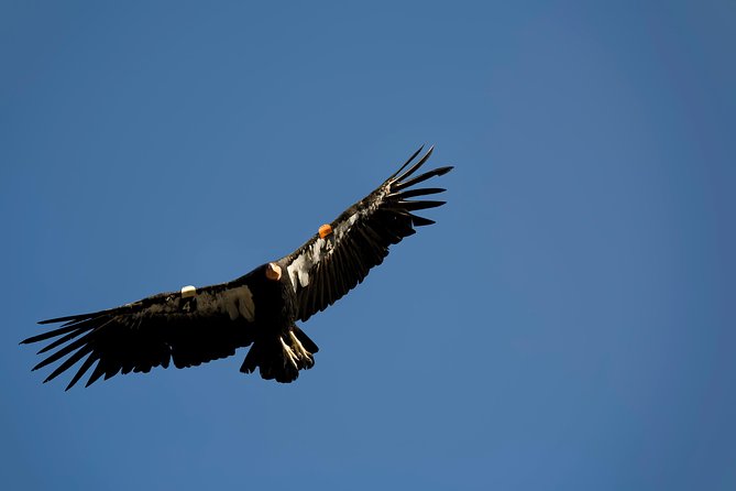 Grand Canyon South Rim Day Trip from Flagstaff - Scenic Drive from Flagstaff to the Grand Canyon