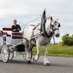 Grand Horse-Drawn Carriage Tour of Victoria - Exploring Victoria’s Landmarks from the Comfort of a Carriage