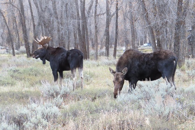 Grand Teton National Park - PRIVATE Sunrise Tour from Jackson Hole - Visiting Mormon Row and the Historic Barns